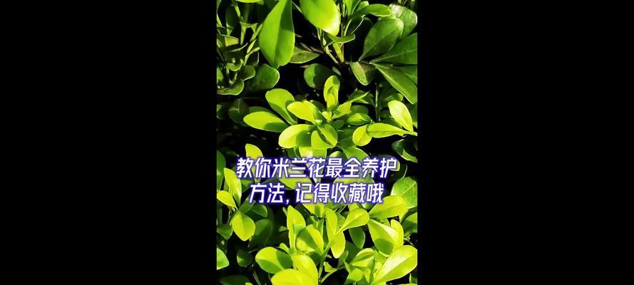 米兰花盆栽养护有哪些方法？