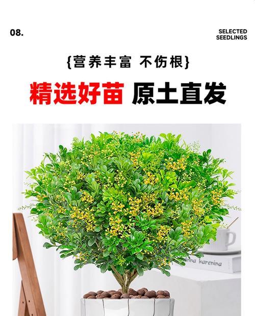 米兰花盆栽养护有哪些方法？