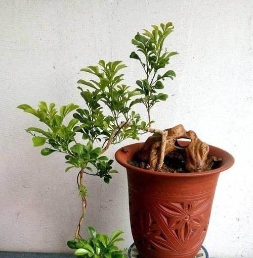米兰花盆栽养护有哪些方法？