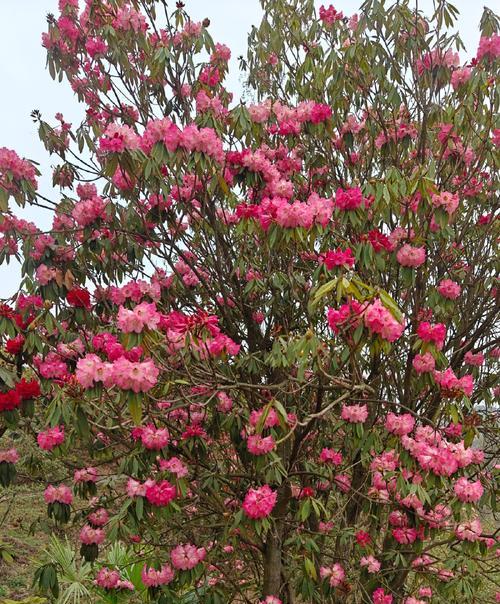 杜鹃花什么时候开花什么时候结束？