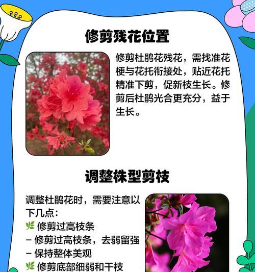 杜鹃花什么时候开花什么时候结束？