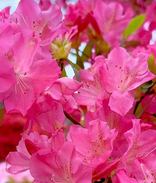 杜鹃花什么时候开花什么时候结束？