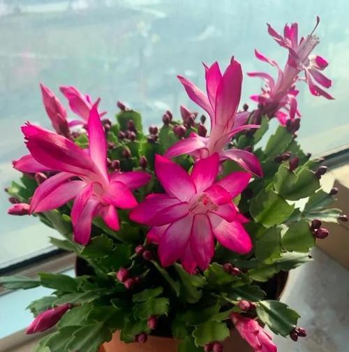 5月份施肥对花卉开花有什么影响？