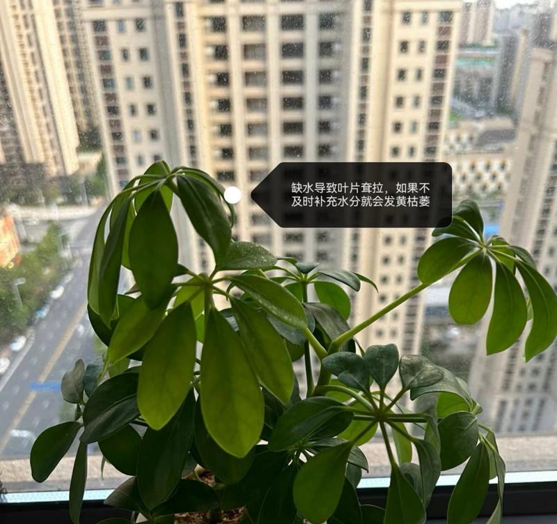 鸭掌木开花真的百年不遇吗？背后的原因是什么？