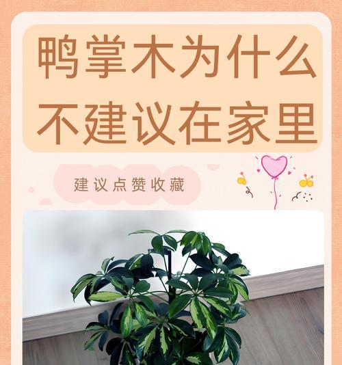 鸭掌木开花真的百年不遇吗？背后的原因是什么？