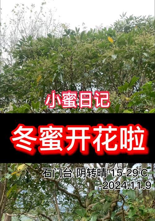 鸭掌木开花真的百年不遇吗？背后的原因是什么？
