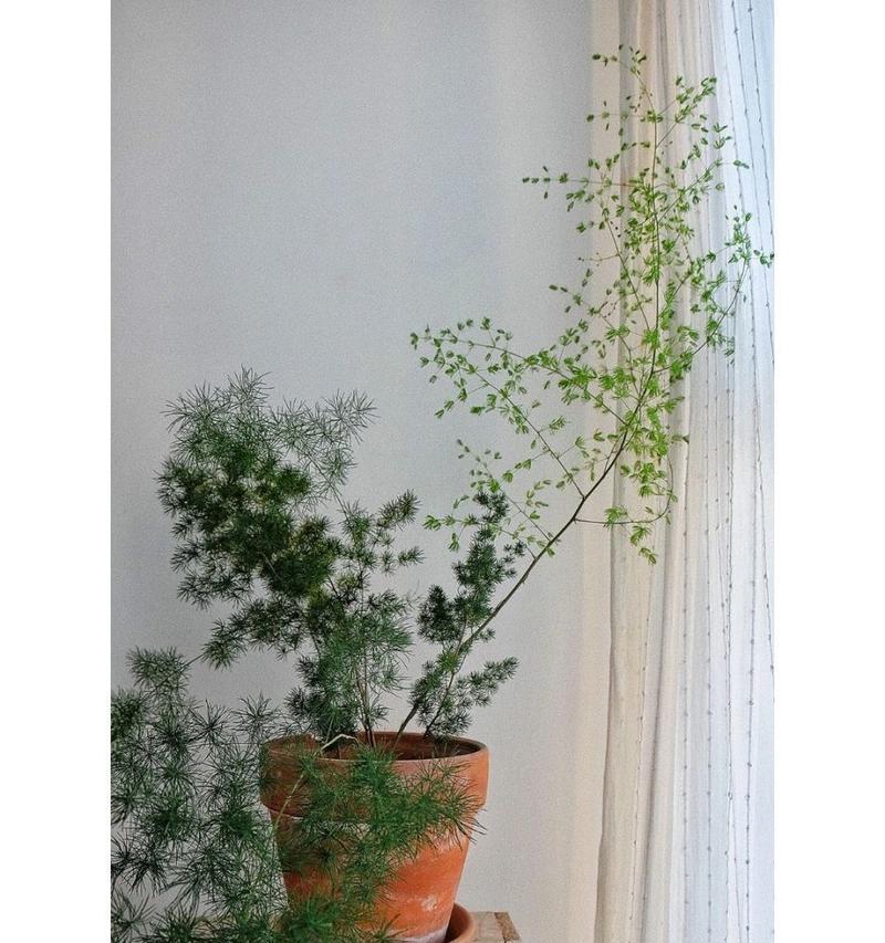 蓬莱松新枝过高时应如何修剪？