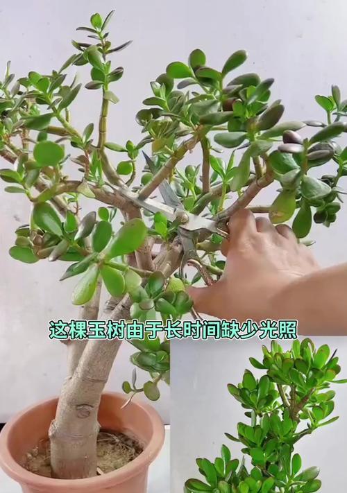 室内外养护玉树需要注意哪些事项？