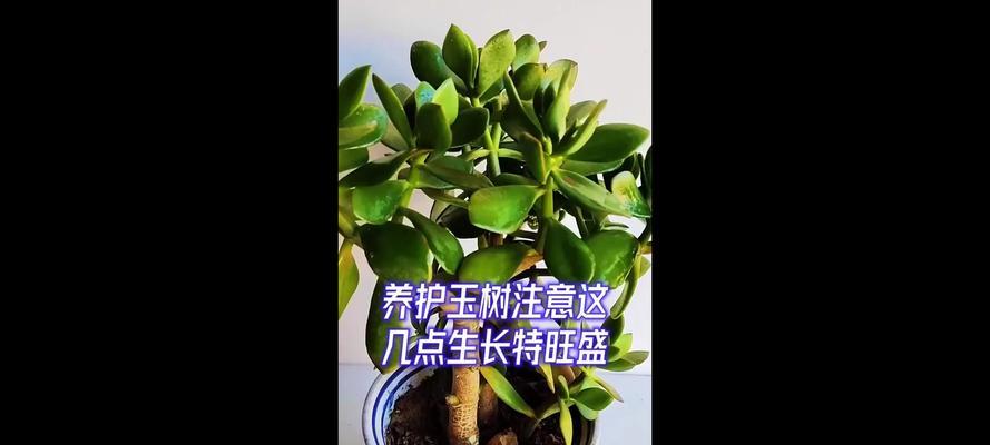 室内外养护玉树需要注意哪些事项？
