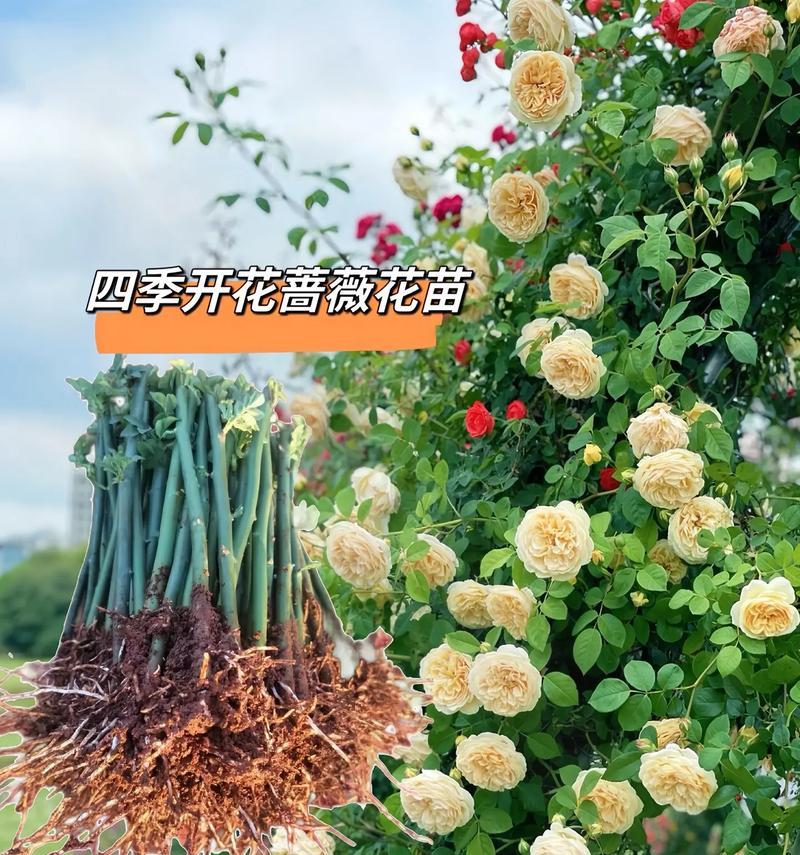 春天的蔷薇花为何如此美丽？