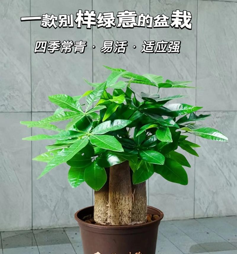 如何养护发财树以保持其常青不败？