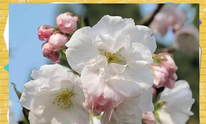 全球樱花品种有哪些，它们各自的特点是什么？