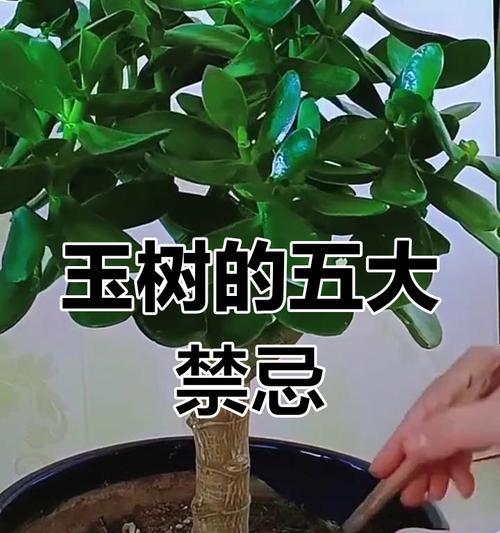 玉树的正确养护方法是什么？