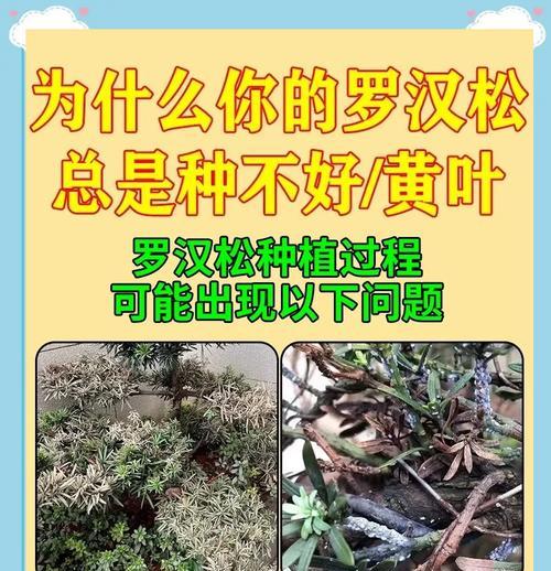 罗汉松的养殖需要注意哪些要点？