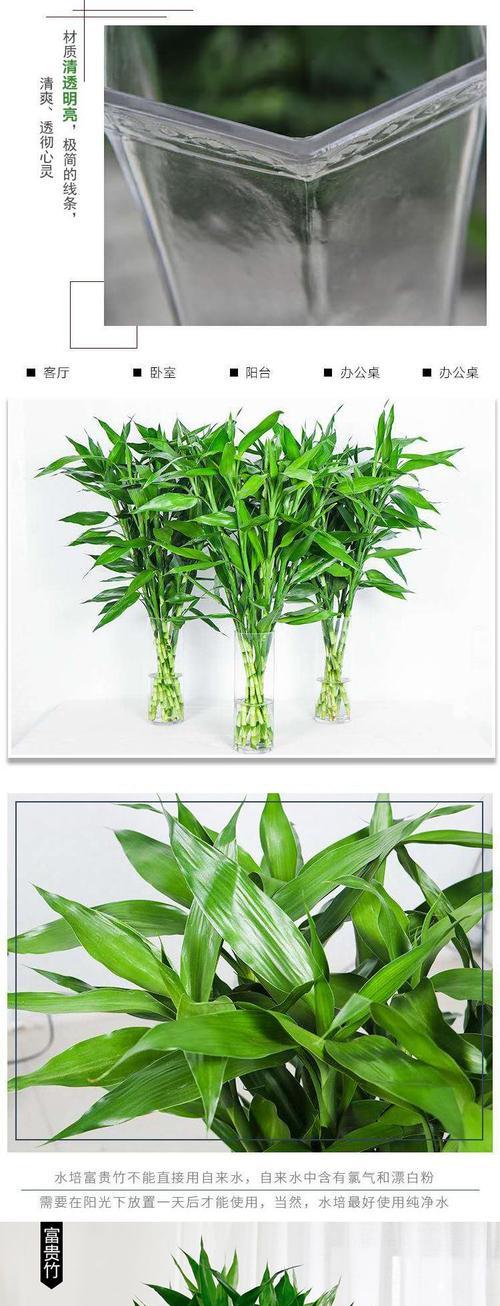 富贵竹植物盆栽水培的正确方法是什么？