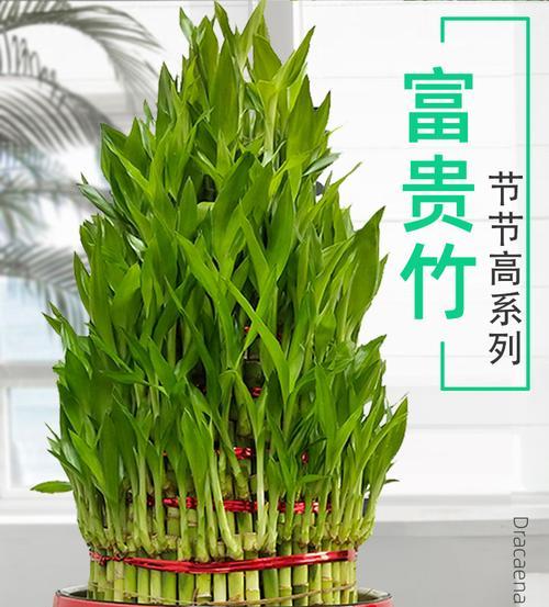 富贵竹植物盆栽水培的正确方法是什么？