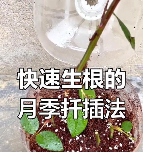 如何进行月季扦插以实现快速繁殖？