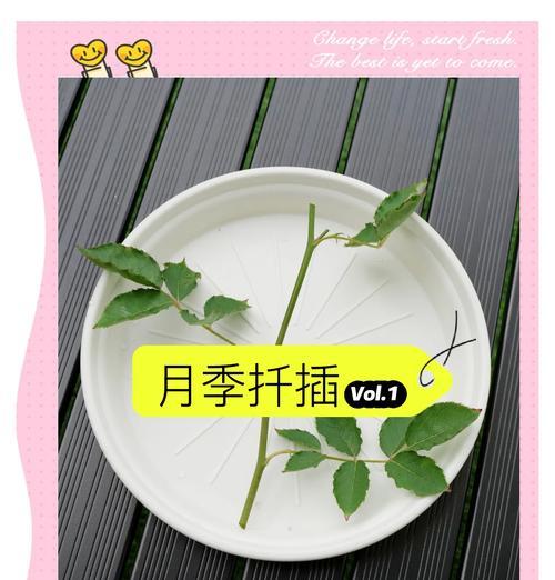 如何进行月季扦插以实现快速繁殖？