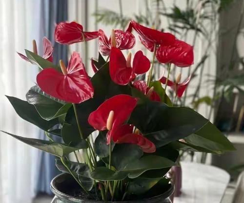 适合养在家里的7种花有哪些？如何确保花开好兆头？