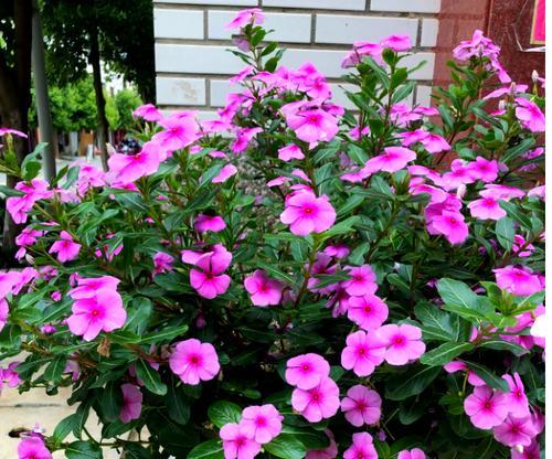 适合养在家里的7种花有哪些？如何确保花开好兆头？