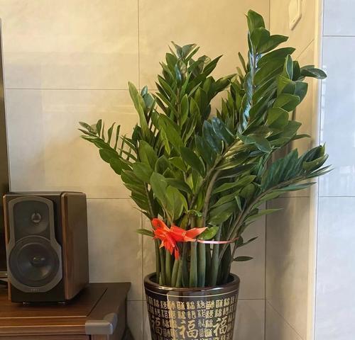 适合养在家里的7种花有哪些？如何确保花开好兆头？