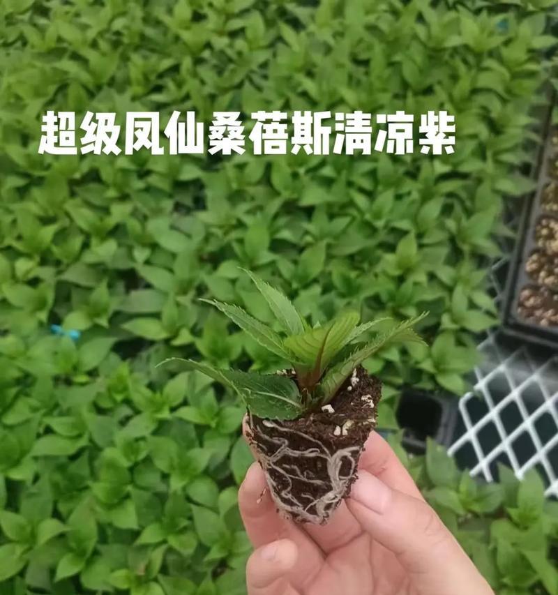 凤仙花种子如何分享？重瓣双瓣多色凤仙花种子哪里有？
