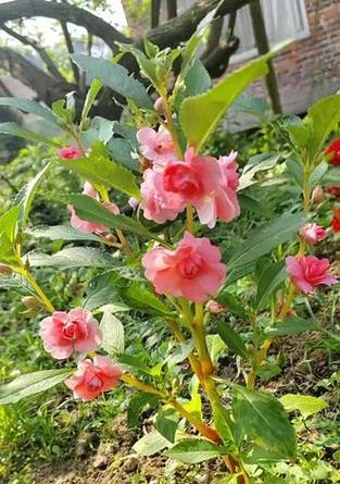 凤仙花种子如何分享？重瓣双瓣多色凤仙花种子哪里有？