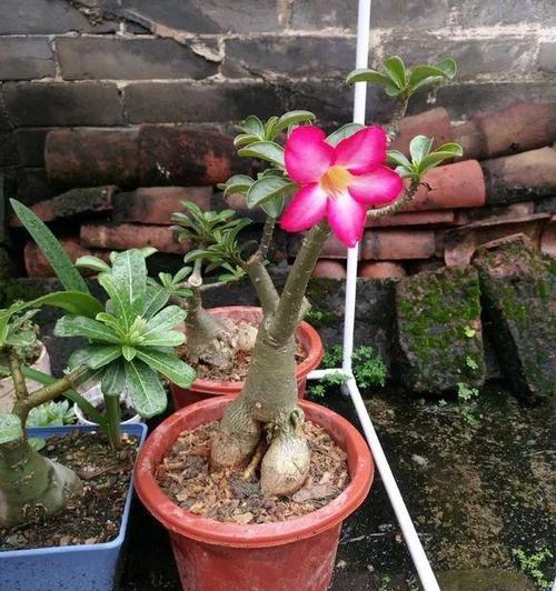 沙漠玫瑰花期是什么时候？如何正确养护沙漠玫瑰？