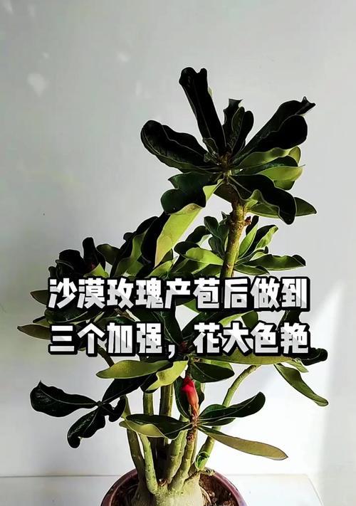 沙漠玫瑰花期是什么时候？如何正确养护沙漠玫瑰？