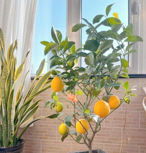 家里适合养哪3种漂亮花？碱性土壤对这些花有什么影响？