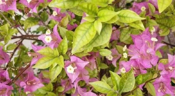 家里适合养哪3种漂亮花？碱性土壤对这些花有什么影响？
