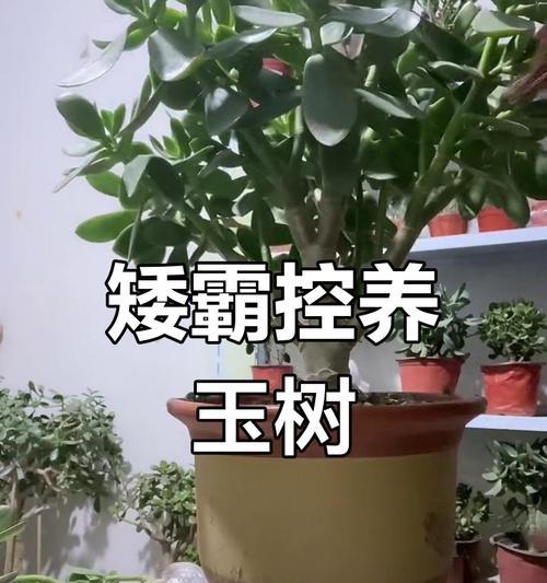 玉树春季修剪技巧是什么？如何进行玉树的春季养护？