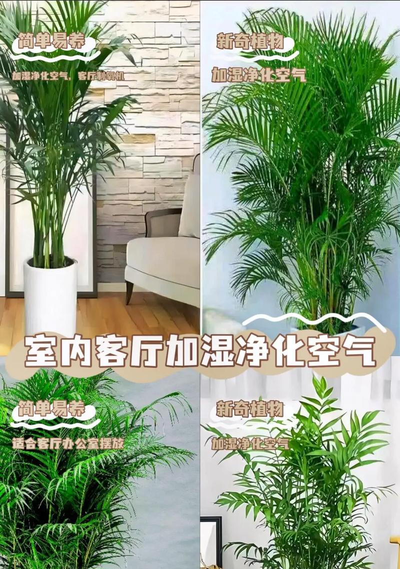 家庭养护凤尾竹需要注意什么？凤尾竹全攻略有哪些要点？