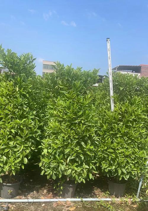 非洲茉莉养护有哪些要点？如何确保非洲茉莉花开不断？