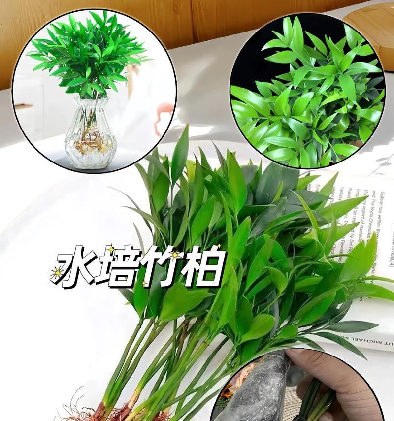 盆栽水培竹柏有什么特别之处？为什么不再养普通绿植？