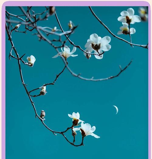 玉兰花真的有叶子吗？春日美景中玉兰花的叶子如何？