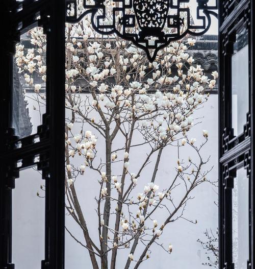 玉兰花真的有叶子吗？春日美景中玉兰花的叶子如何？