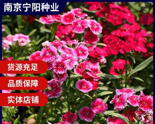 常夏石竹真的四季常青吗？常青的秘密是什么？