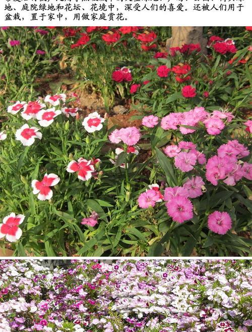 常夏石竹真的四季常青吗？常青的秘密是什么？