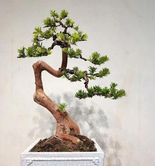 罗汉松的吉祥魅力体现在哪里？盆景艺术如何展现？