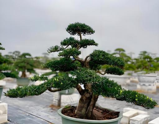 罗汉松的吉祥魅力体现在哪里？盆景艺术如何展现？
