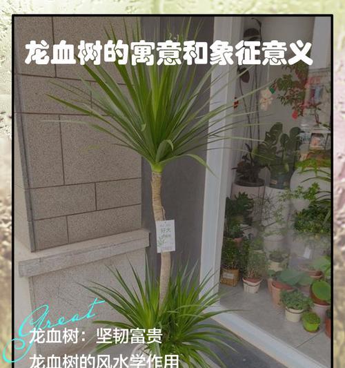龙血树为何被称为“植物界万岁爷”？其特点是什么？