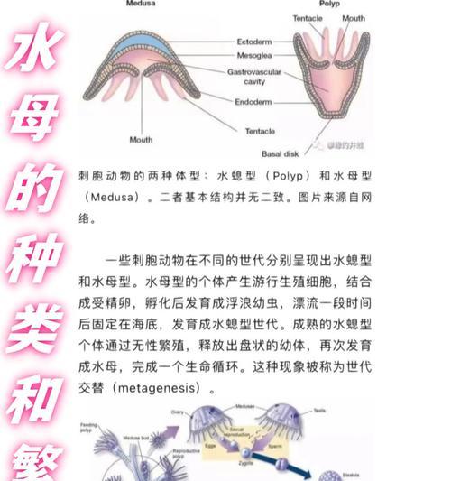 动物繁殖有哪些方式？繁殖过程中的常见问题是什么？