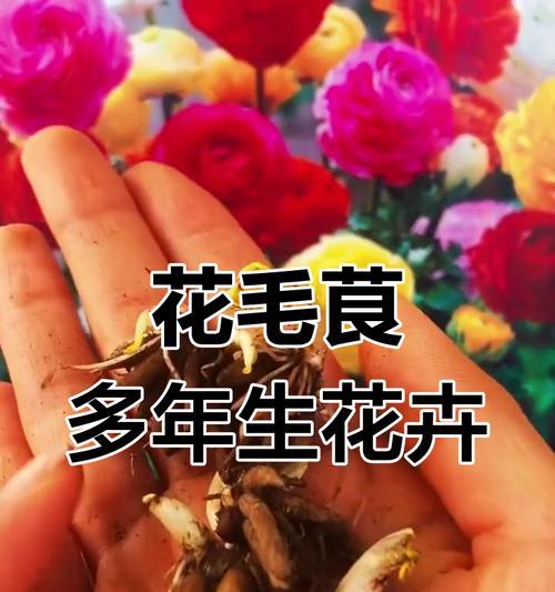 花毛茛花后如何修剪？修剪指南有哪些要点？