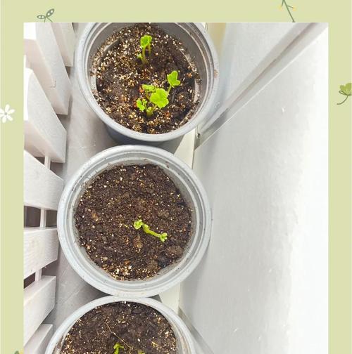 花毛茛花后如何修剪？修剪指南有哪些要点？