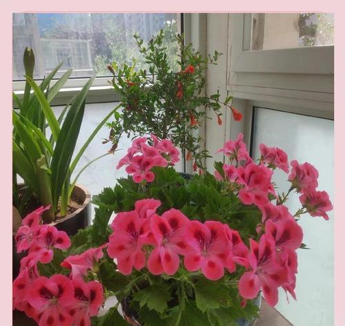 5月天竺葵如何“用心翻”？翻动后如何确保更旺开花？