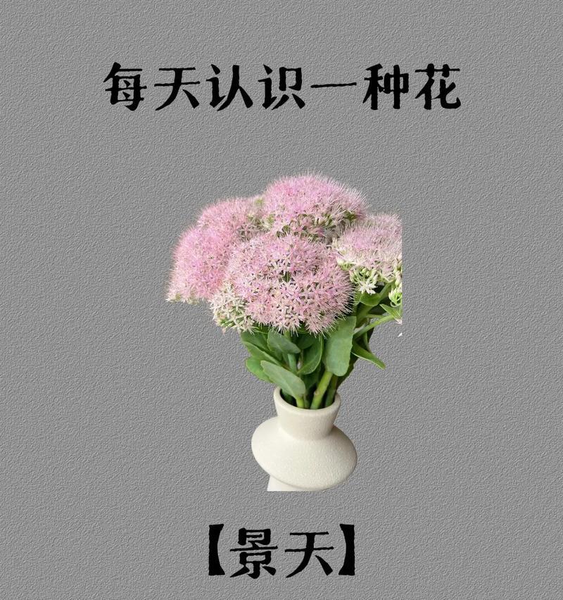 球兰花语有哪些含义？如何传递爱与希望？