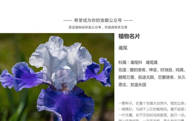 球兰花语有哪些含义？如何传递爱与希望？