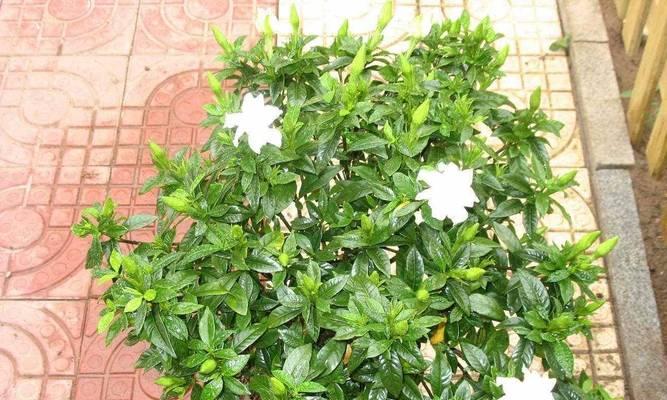 栀子花掉苞怎么办？5个技巧如何帮助叶子油绿发亮？