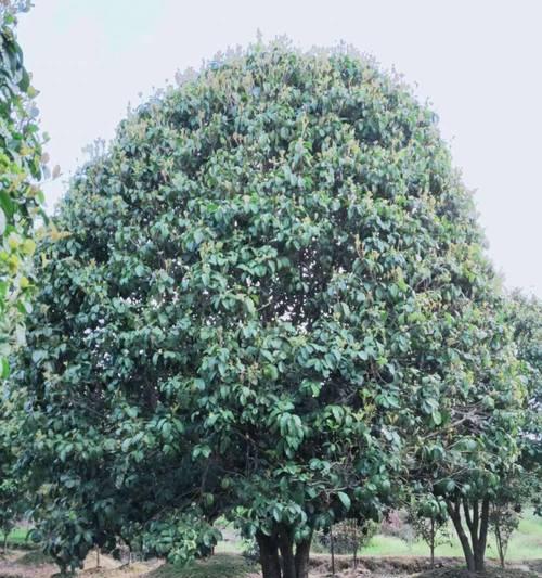 桂花树优选品种有哪些？如何选择适合的桂花树？